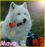 Maya_''