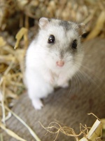 Hamtaro