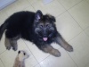 This is what my puppy  used to look like.. he is wayy bigger now :D