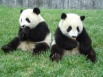 panda_bear