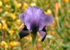 Iris