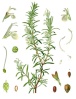 Plantes médicinales Romari10