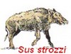 Sus_strozzi