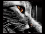 Warrior Cats Talk! 982-69