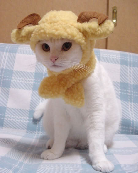 Catsheep