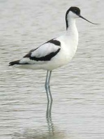 Avocette