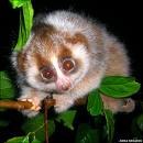 loris