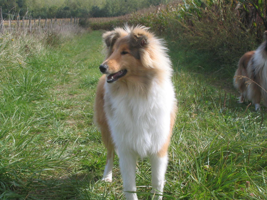 caprice de star du bois des amazones