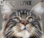 Oeil de Lynx