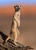 Suricata