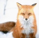 le renard