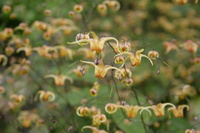 Epimedium77