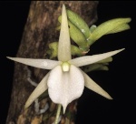 orchidée madagascar