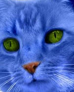 Blue_Cat