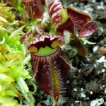 dionaea74