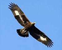 aigle gouvernant