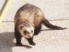 shadow furet