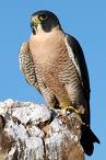 falcon