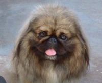 Pekinois