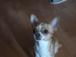 Sauvetage, Chihuahua perdu, trouvé 71-78