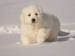 Snowballpup