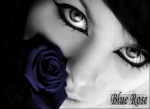 Blue Rose