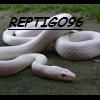 reptigo96