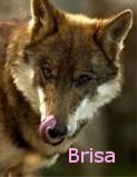 Brisa-14