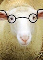 sheep ME