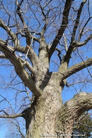 Quercus