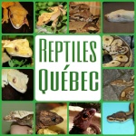 Reptiles Québec