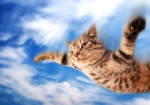 skycat