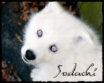 Sodachi