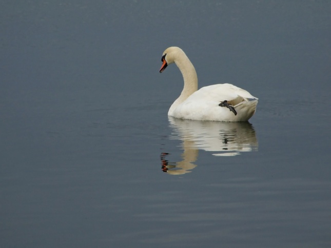 cigno riflesso