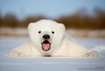 Polar Bear