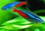 Neon Tetra