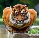 Tigre