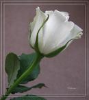 white rose