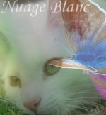 Nuage Blanc