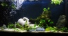 aquarium - tank - acuario Stipho14