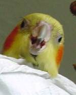 Banditbird