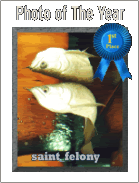 saint_felony