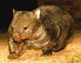 Wombat Lunatique