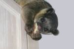 Kinkajou