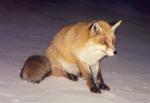 runefox