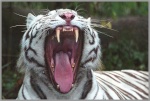 tigre blanc