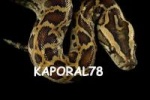 kaporal78