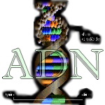 ADN