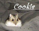 Cookie29