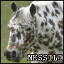 Nessili